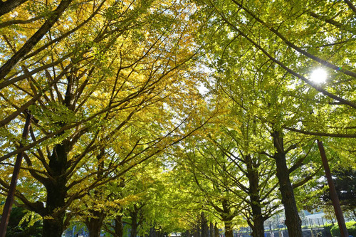 昭和記念公園201611