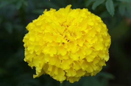 昭和記念公園201208-8