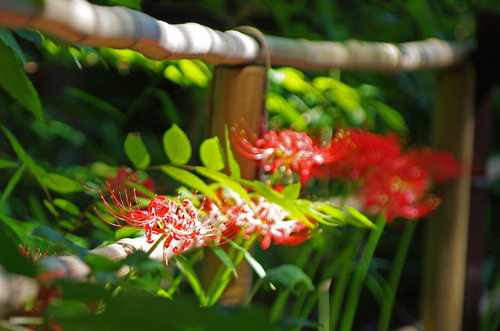 京王百草園201409-11
