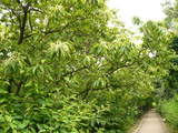 栗200806-3