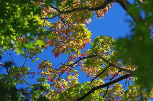 昭和記念公園201310-4