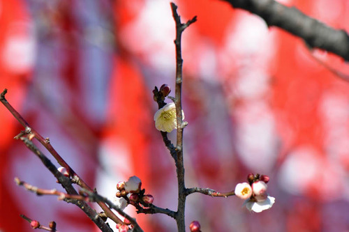 高幡不動尊201501-9