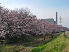多摩川花見2009-7