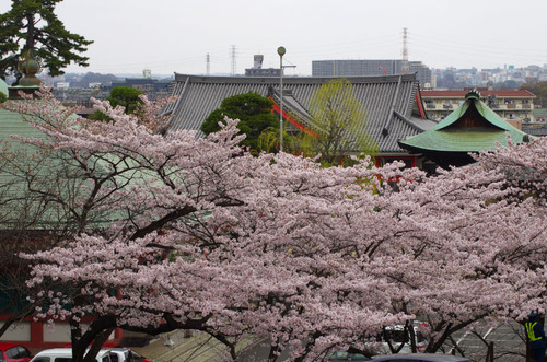 高幡不動尊201104-9