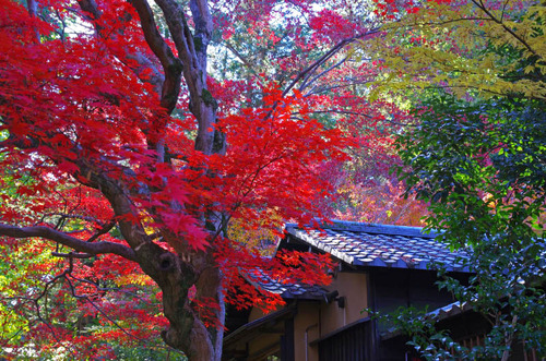 京王百草園201311-1