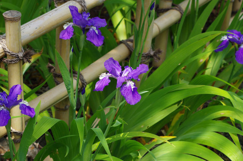 京王百草園201105-2