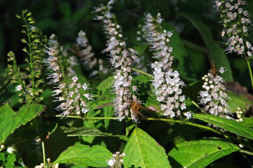 昭和記念公園201010-8