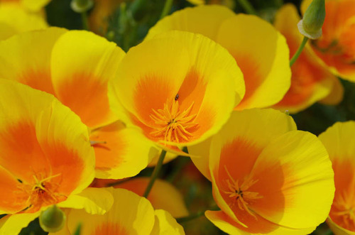 散歩道の花(5月)2012-10