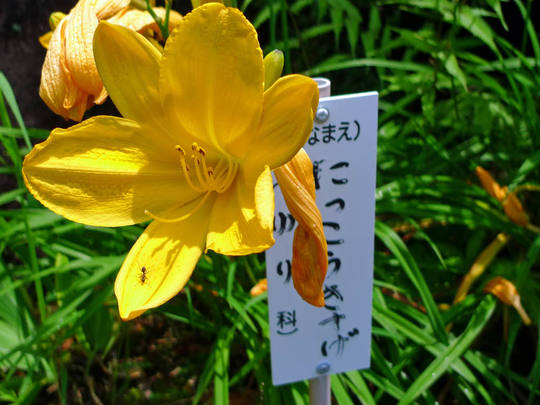 高幡不動尊090704-3