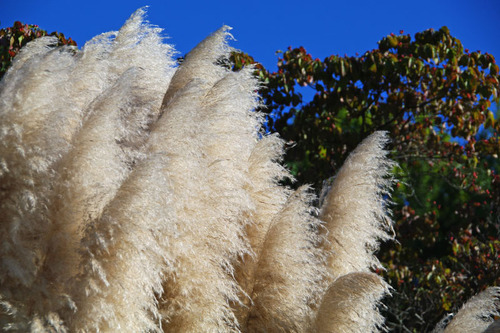 昭和記念公園201010-7