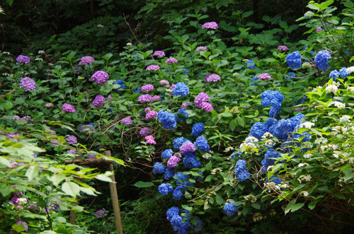 京王百草園201206-7