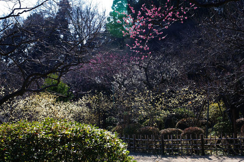 百草園20100130-8