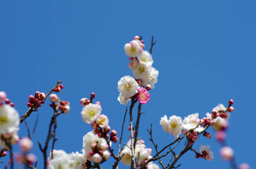 高幡不動201303-6