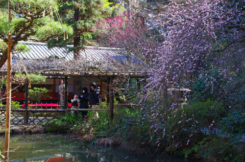 京王百草園201103-3