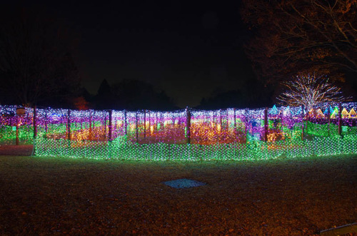 昭和記念公園201312-2