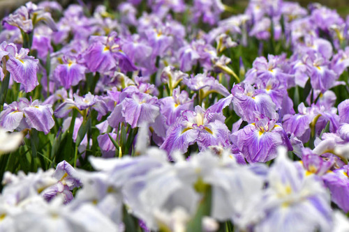 花菖蒲
