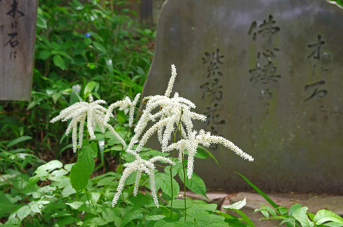 高幡不動尊201505-7