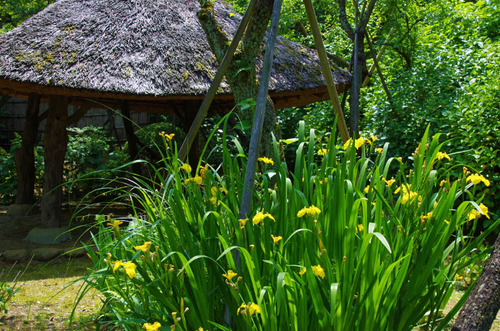 京王百草園201305-3