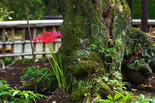 京王百草園201309-6