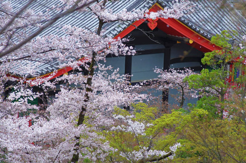 高幡不動尊201504-8