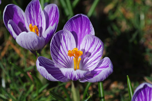 昭和記念公園20100314-4