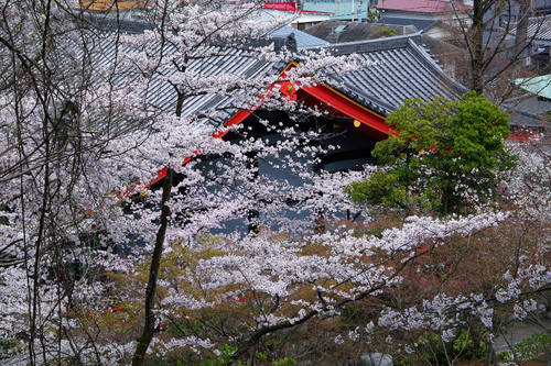 高幡不動尊春201004-8