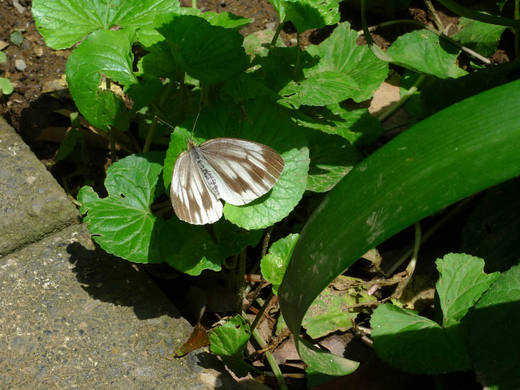 散歩で見つけた昆虫-6