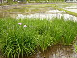 田んぼ200806-1