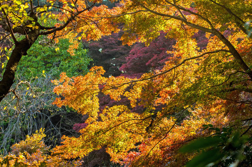 京王百草園201311-1
