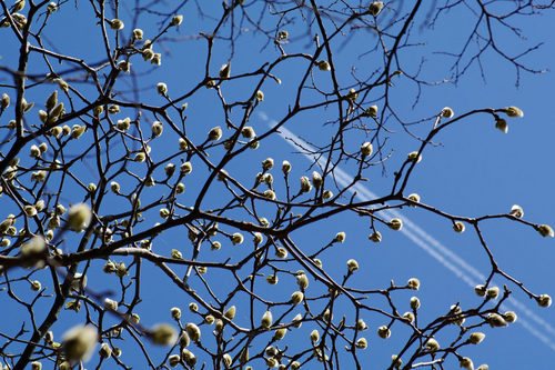 昭和記念公園20100314-5