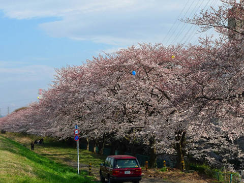 多摩川花見2009-10