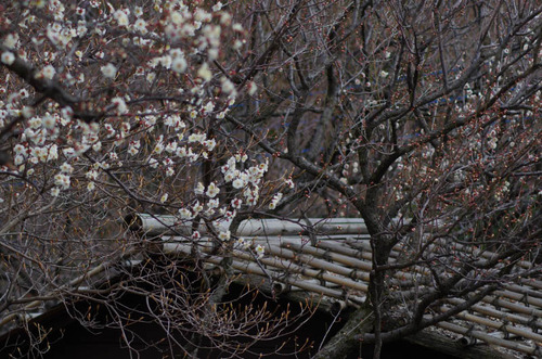 京王百草園20120303-6
