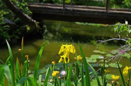 京王百草園201305-7