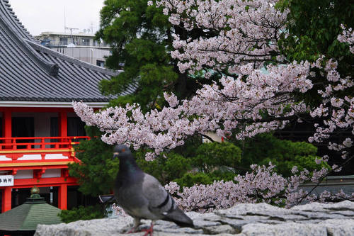 高幡不動尊桜201004-8