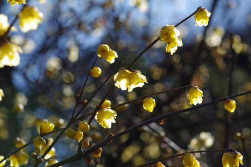 京王百草園201101-4