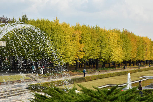 昭和記念公園201511-4