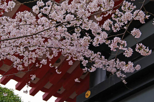 高幡不動尊桜201004-3