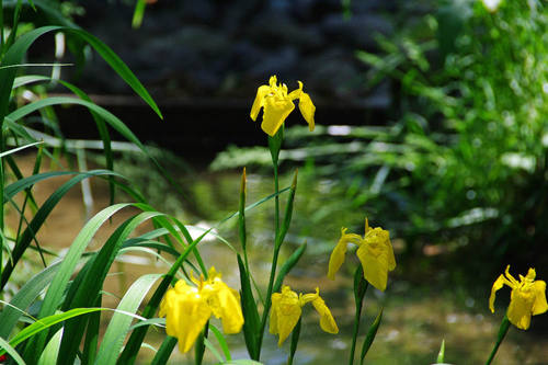 アヤメカキツバタ2010-9