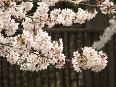 さくら枝