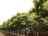 栗200806-4