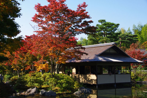 昭和記念公園201011-5