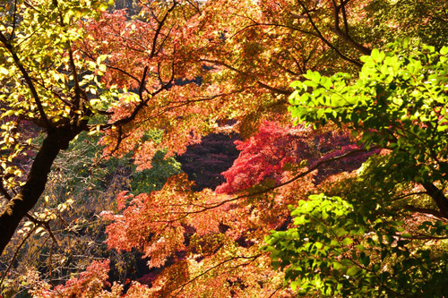 京王百草園201611