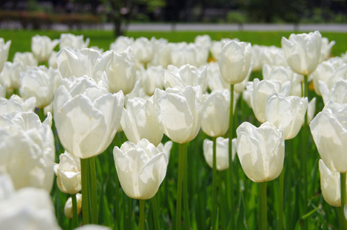 昭和記念公園20120428-14