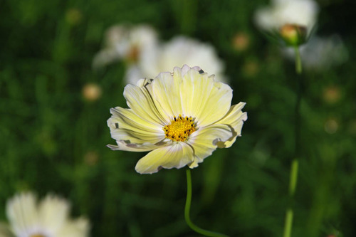 昭和記念公園201010-1