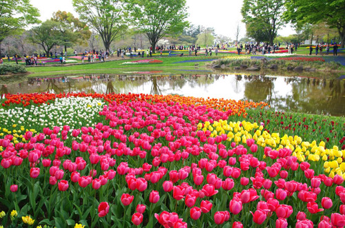 昭和記念公園201404-11