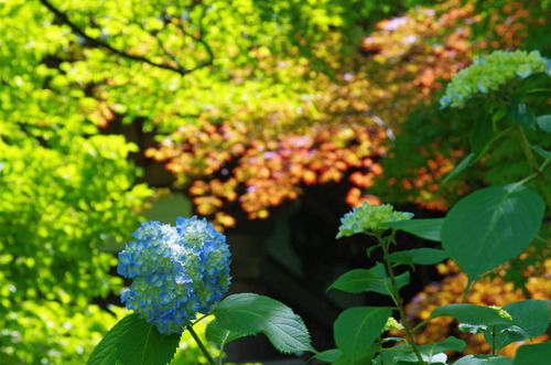 高幡不動201406-6