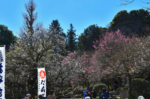 京王百草園201702
