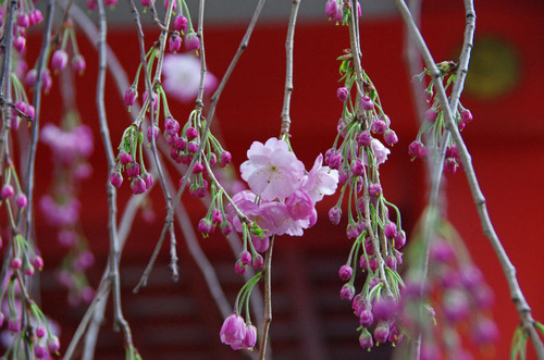 高幡不動尊201104-1