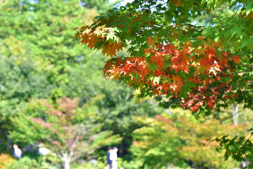 昭和記念公園201510-8