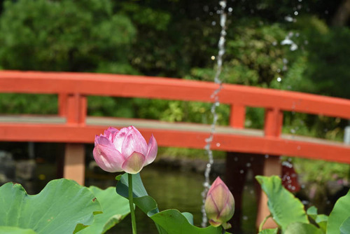 高幡不動201508-7